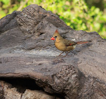 Northern Cardinal von Louise Heusinkveld