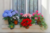 Flowers on a windowsill in Paris, France von Louise Heusinkveld