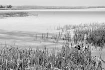 Frozen lake and ice coated bullrushes after a winter storm von Louise Heusinkveld