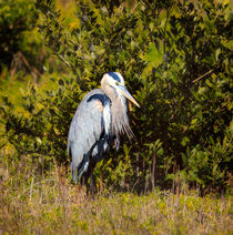 Great Blue Heron (Ardea herodias) by Louise Heusinkveld