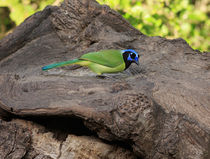 Green Jay von Louise Heusinkveld