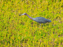 Little Blue Heron by Louise Heusinkveld