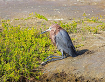 Reddish Egret von Louise Heusinkveld