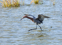 Reddish Egret Canopy Feeding von Louise Heusinkveld