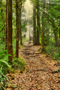 Woodland Path von Louise Heusinkveld