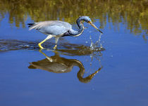 Tricolored Heron by Louise Heusinkveld