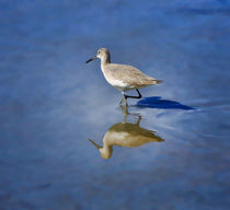 Willet von Louise Heusinkveld