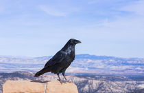 A Raven View von John Bailey
