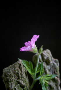 Geranium von Heidrun Lutz