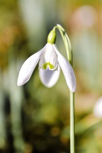 Snowdrop von Jeremy Sage