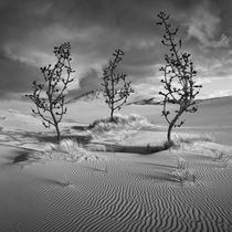 Strange Garden by Dariusz Klimczak