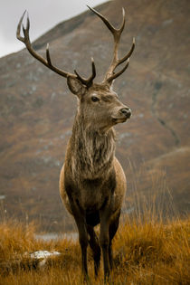 Monarch of the Glen by Derek Beattie