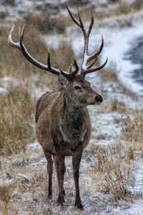 Red Deer Stag in Winter von Derek Beattie