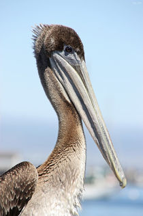 proud pelican by meleah