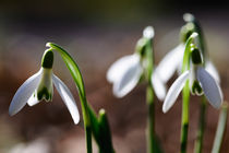 Schneeglöckchen, Frühling, Sonnenschein by Cordula Maria Grahl