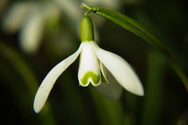 Schneeglöckchen, snowdrop von Sabine Radtke