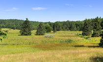 Lush Fields von John Bailey