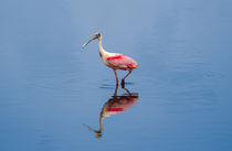 Spoonbill On A Stroll by John Bailey