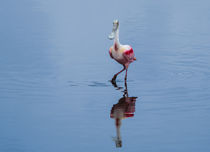 Spoonbill Modeling von John Bailey