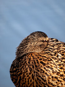 Ruhende Ente von Jörg Matern