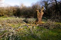 Tree Hand von Steve Ball