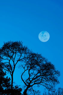 Trees Moon von Steve Ball