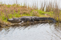 Peaceful Slumber by John Bailey