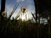 LÖWENZAHN by DoC GermaniCus Fotografie