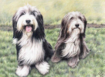 Bearded Collies von Nicole Zeug