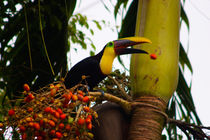 Swainson Toucan losing a palm fruit von Jörg Sobottka