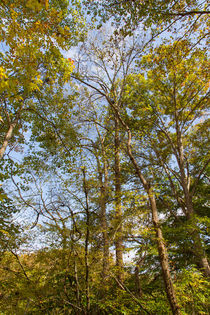 Sky Through The Trees by John Bailey