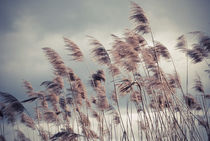 Wind bewegt von hannahw