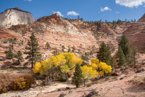 Pretty Yellow Leaves At Zion by John Bailey