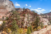 Bright Fall Colors At Zion by John Bailey