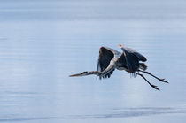 Tri Colored Heron Take Off von John Bailey