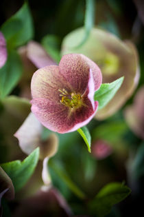 Hellebore by David Tinsley