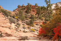 Fall Colors At Zion National Park von John Bailey