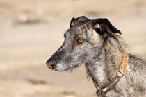 Beach Dog by Steve Ball