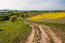 Rapsfeld am Rheinsteig by Erhard Hess