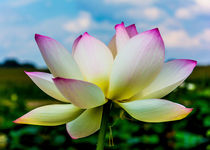 Lotus by Jon Woodhams