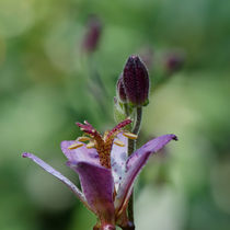 Kleine Schönheit by lisa-glueck