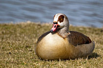 Nilgans by Jörg Matern