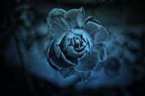 Blue Rose von leddermann