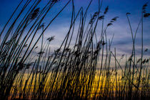 Sonnenuntergang im Schilff by Dennis Stracke