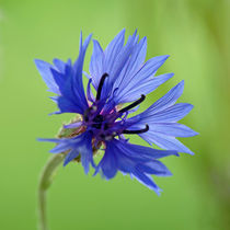  cornflower by B. de Velde