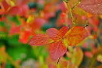 Herbstfarben by leddermann