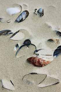 shells in the sand by meleah