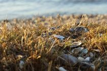 Muscheln am Fluss - shells at the river von leddermann