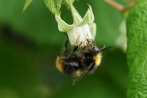 Hummel an Himbeere by leddermann