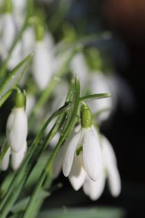 SCHNEEGLÖCKCHEN von Ivonne Wentzler